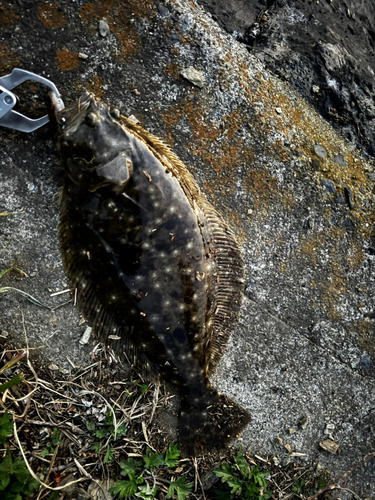 ヒラメの釣果