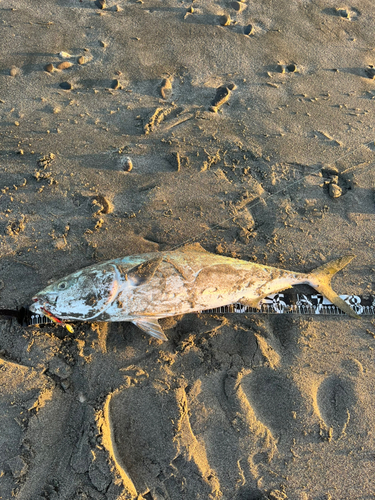 ブリの釣果