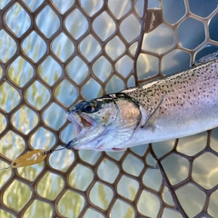 ニジマスの釣果