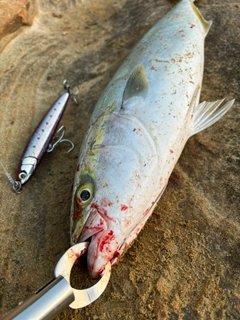 ヤズの釣果