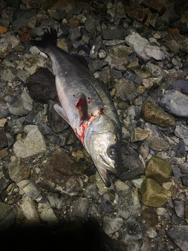 マルスズキの釣果