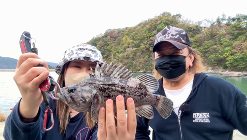 クロソイの釣果