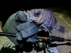 シロメバルの釣果