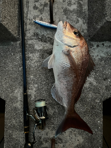 マダイの釣果