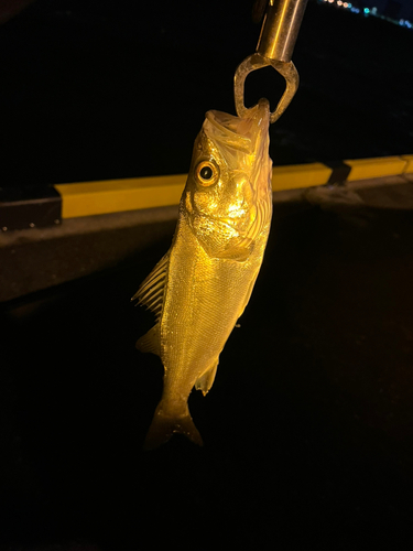 スズキの釣果