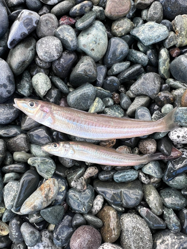 キスの釣果