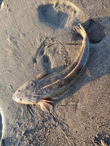 コチの釣果