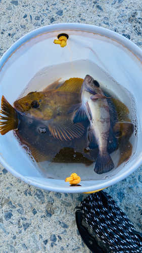 アイナメの釣果