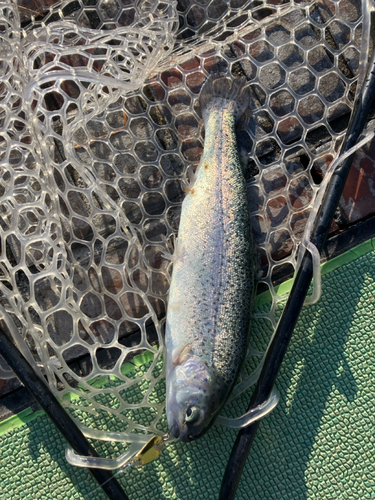 ニジマスの釣果