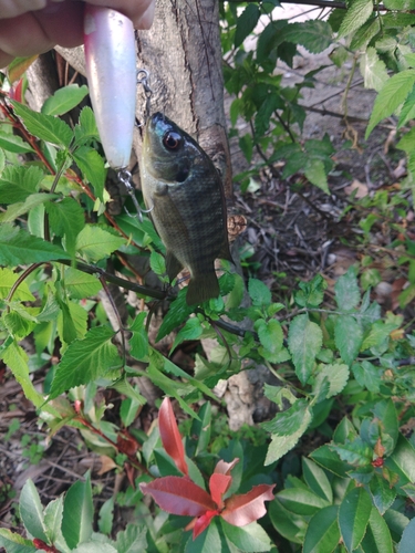 ティラピアの釣果