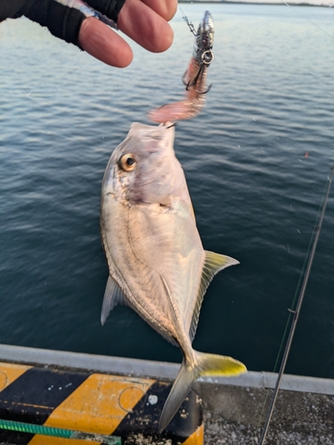 メッキの釣果