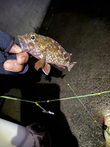 タケノコメバルの釣果