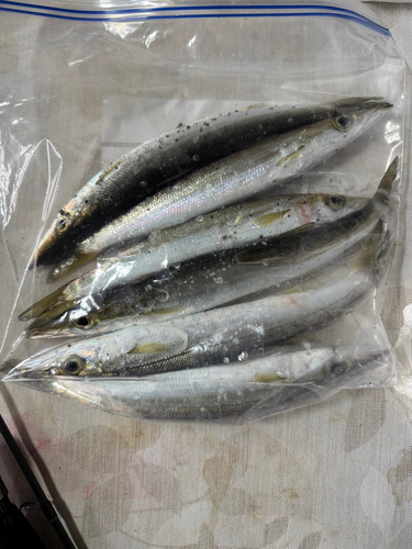 カマスの釣果