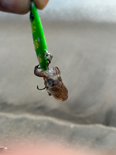 イカの釣果