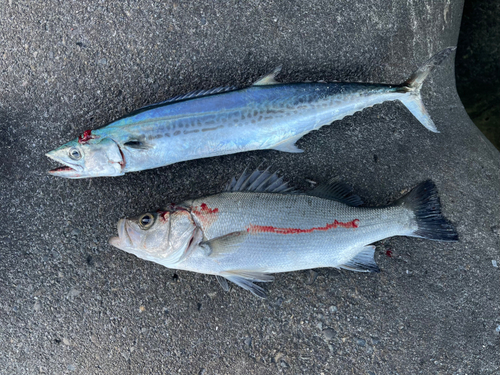 サゴシの釣果