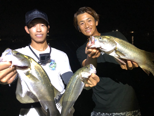 シーバスの釣果