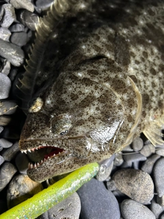 ヒラメの釣果