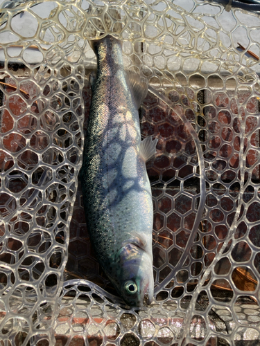 ニジマスの釣果