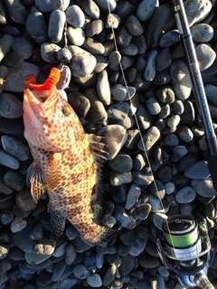 オオモンハタの釣果