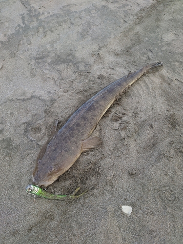 マゴチの釣果