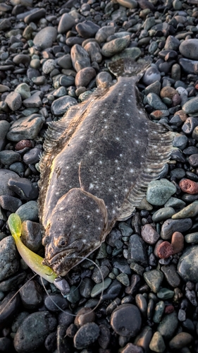 ヒラメの釣果