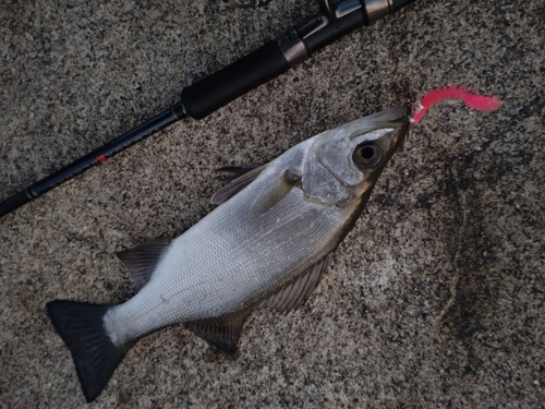 セイゴ（ヒラスズキ）の釣果