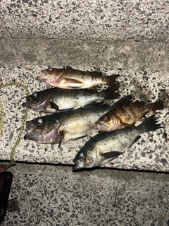 メバルの釣果