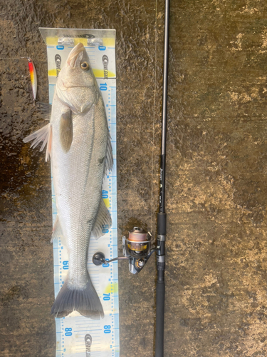 シーバスの釣果