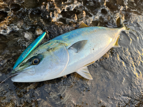 イナダの釣果