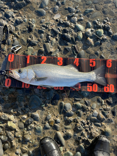 ヒラスズキの釣果