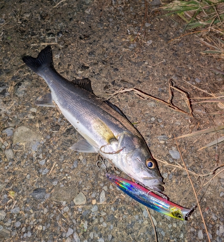 セイゴ（マルスズキ）の釣果