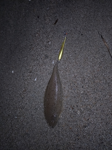 シタビラメの釣果