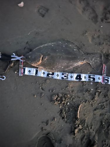 ヒラメの釣果