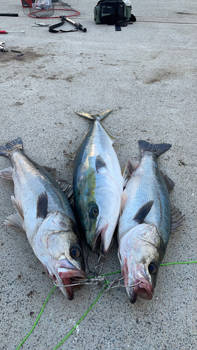 メジロの釣果