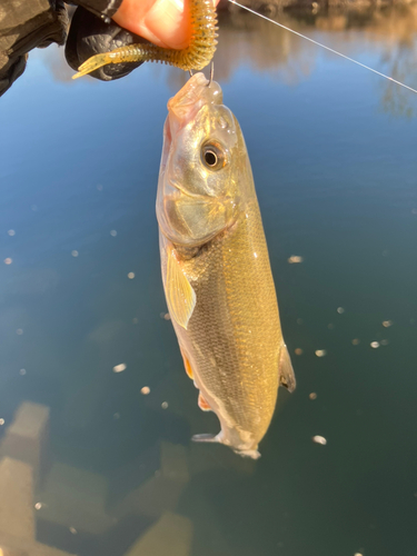 ウグイの釣果