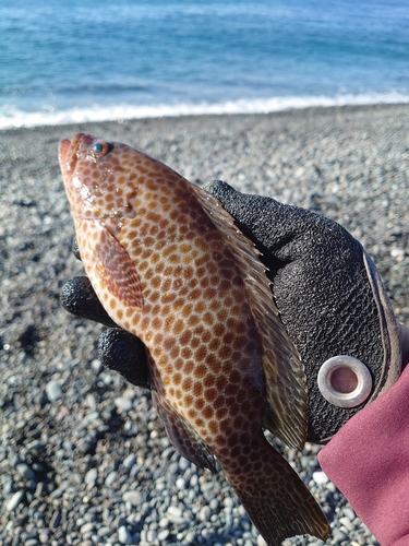 オオモンハタの釣果