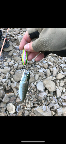 シラメの釣果