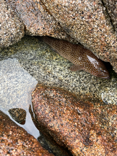 オオモンハタの釣果