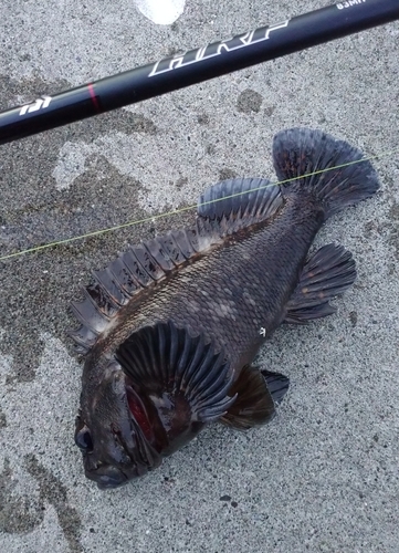 オウゴンムラソイの釣果