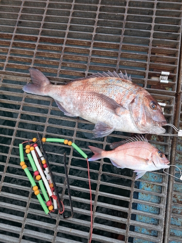 マダイの釣果