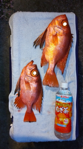 チカメキントキの釣果