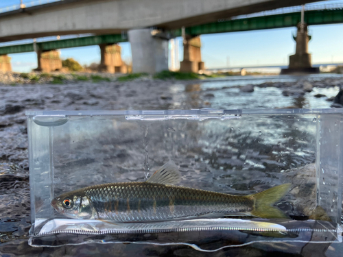 オイカワの釣果