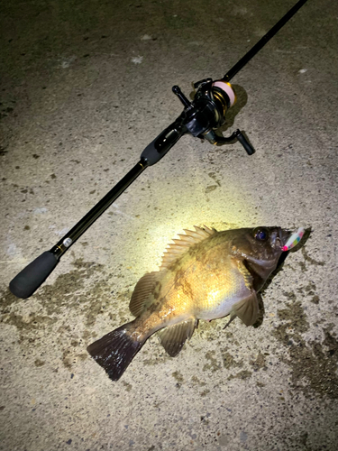 シロメバルの釣果