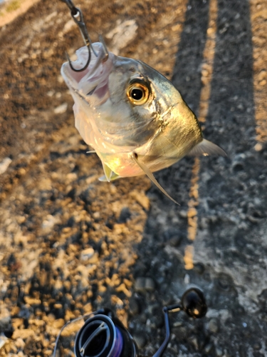 メッキの釣果