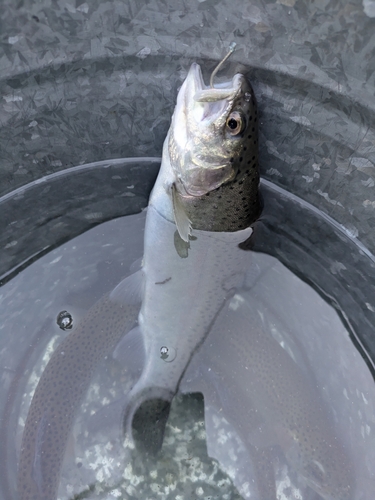 ニジマスの釣果