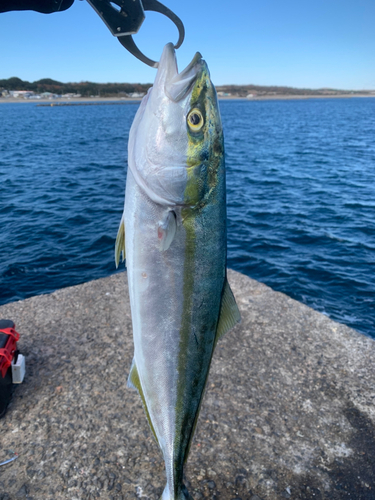 イナダの釣果