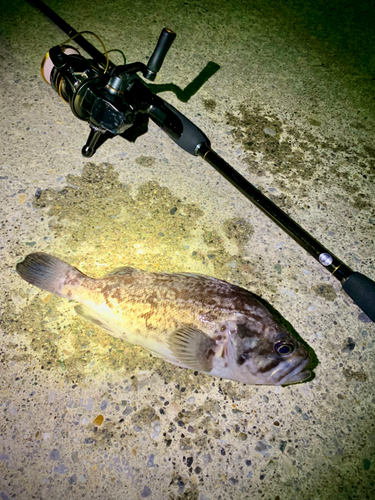 クロソイの釣果