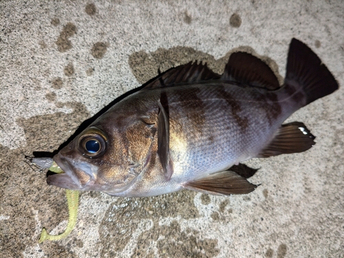 メバルの釣果