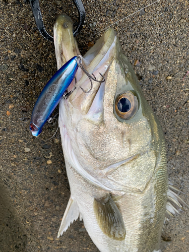 スズキの釣果