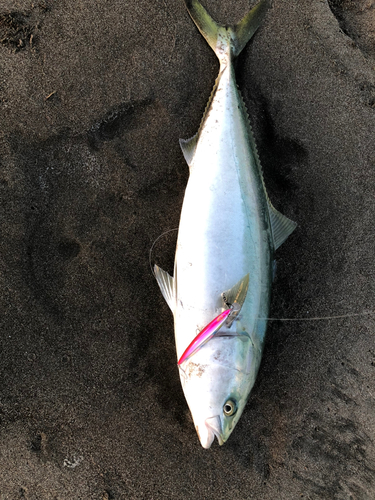 ブリの釣果